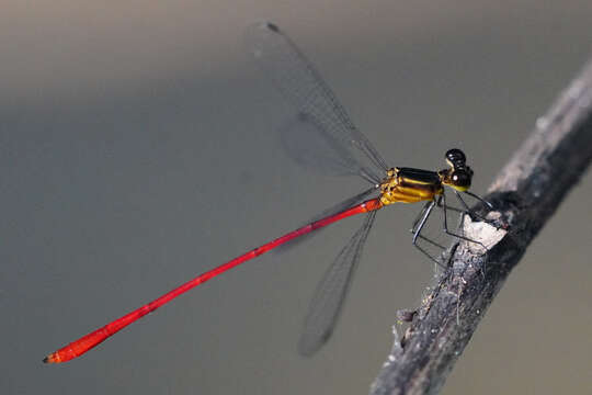 Image of Heteragrion erythrogastrum Selys 1886