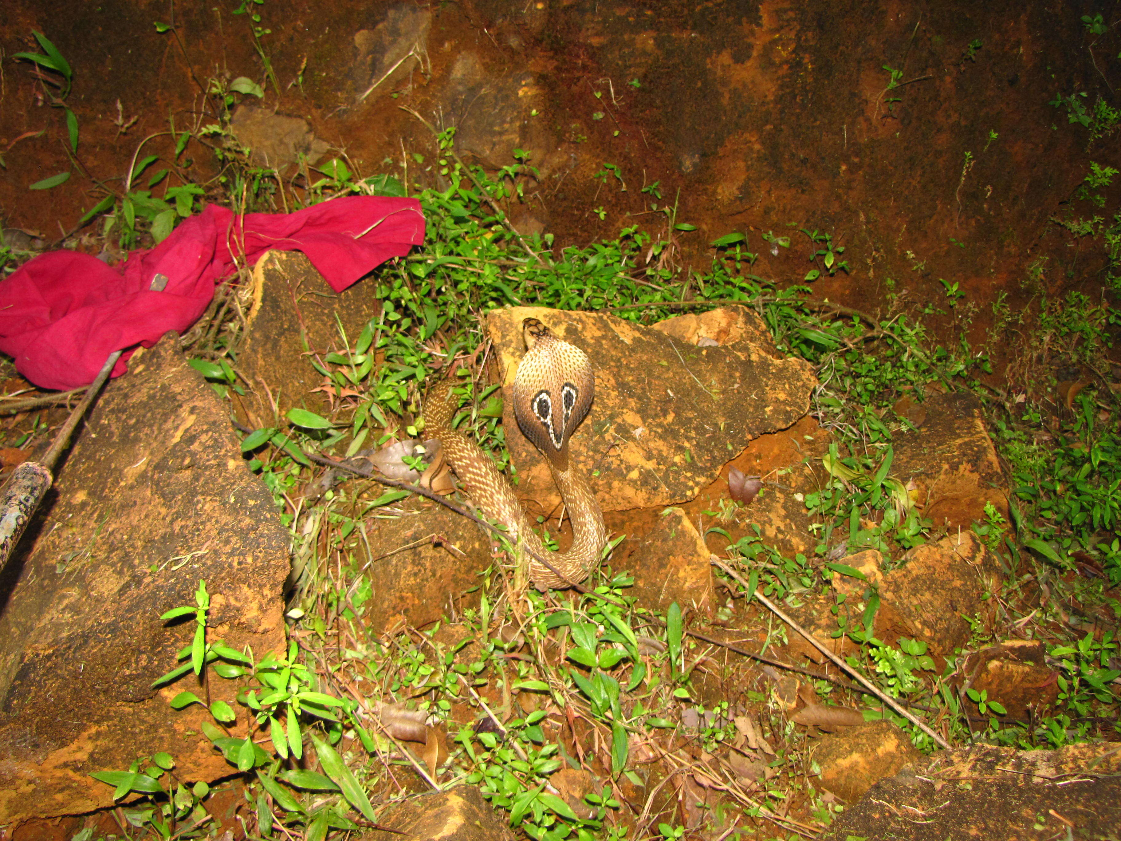 Image of Indian cobra