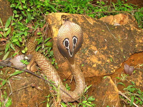 Image of Indian cobra