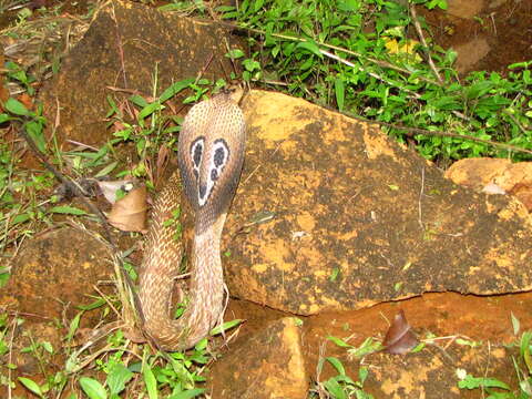 Image of Indian cobra