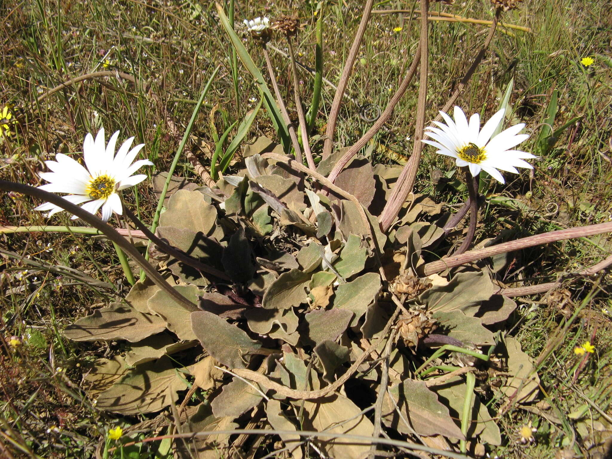 Image de Arctotis verbascifolia Harv.