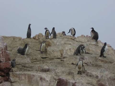 Image of Humboldt Penguin