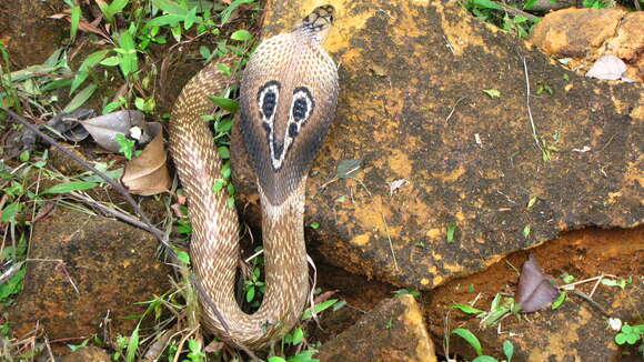 Image of Indian cobra