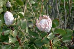 Imagem de Protea cynaroides (L.) L.