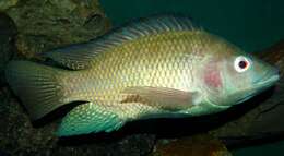 Image of Nile tilapia