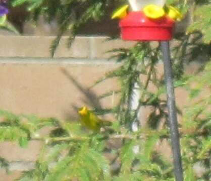 Image of Wilson's Warbler