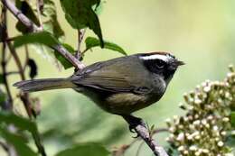 Image of Black-cheeked Warbler