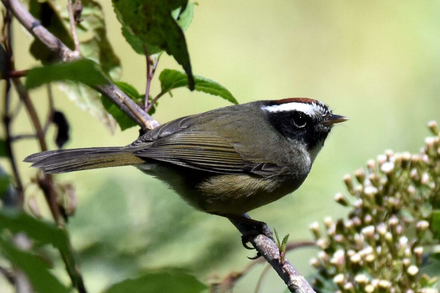 Image of Black-cheeked Warbler