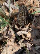 Image of Morchella angusticeps Peck 1887