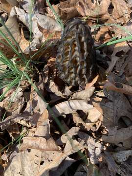 Imagem de Morchella angusticeps Peck 1887