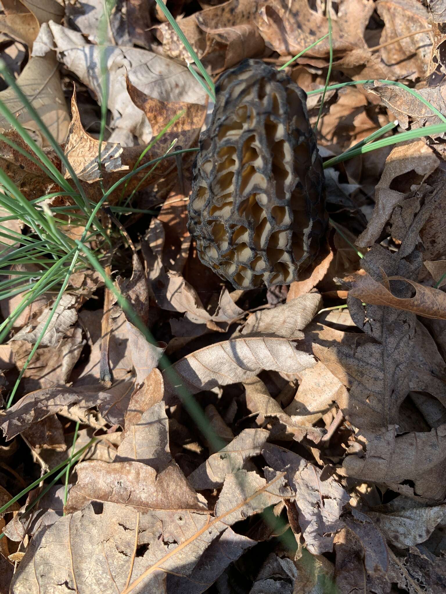 Image of Morchella angusticeps Peck 1887