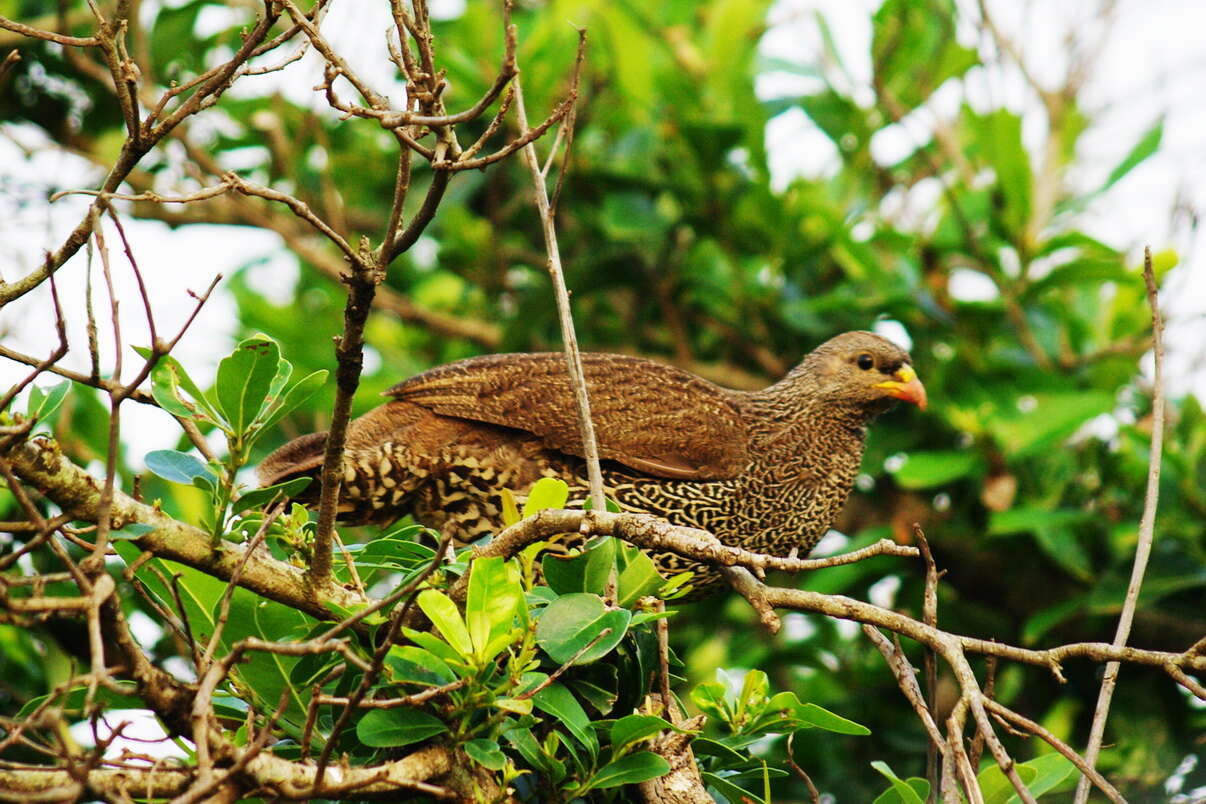 Image of Natal Francolin