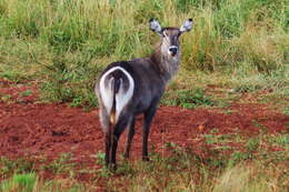 Image of Reduncinae