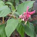 Image of Salvia wagneriana Pol.