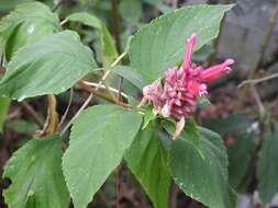 Image of Salvia wagneriana Pol.