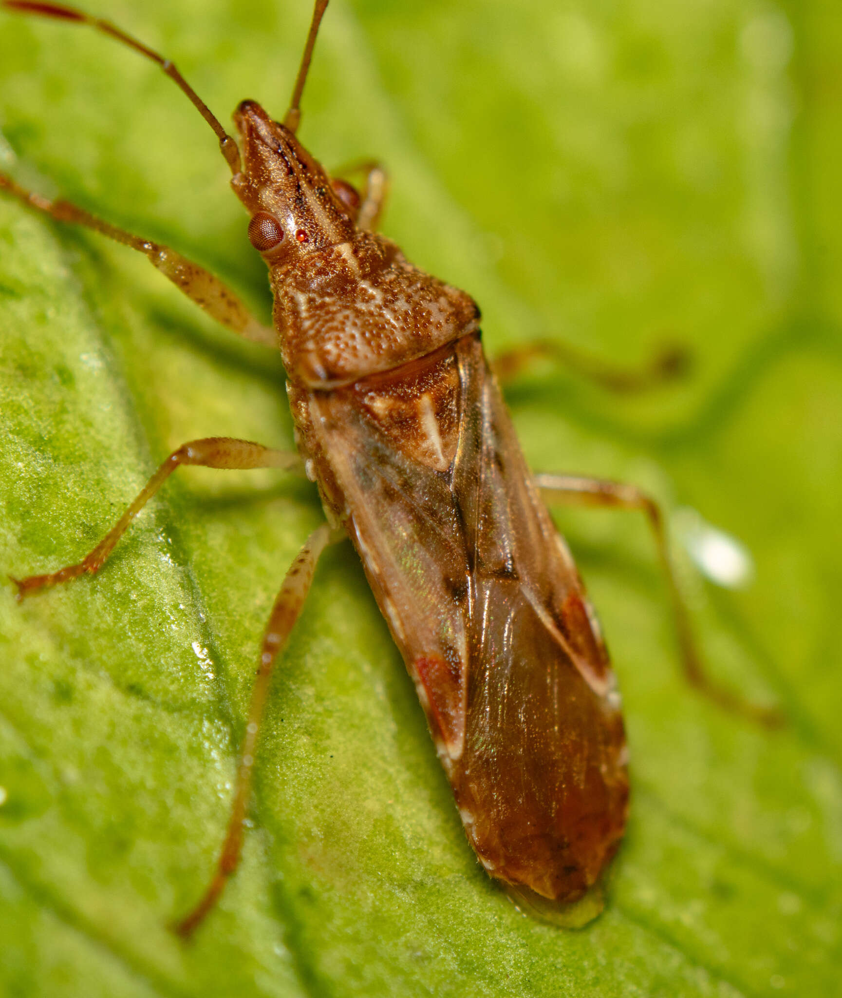 Image of sycamore seed bug