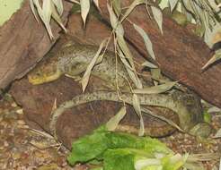 Image of Solomon Island skinks