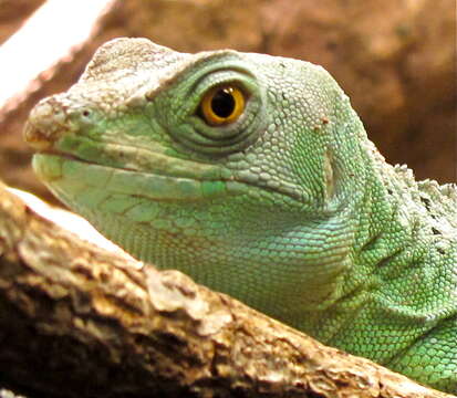 Image of Green Basilisk