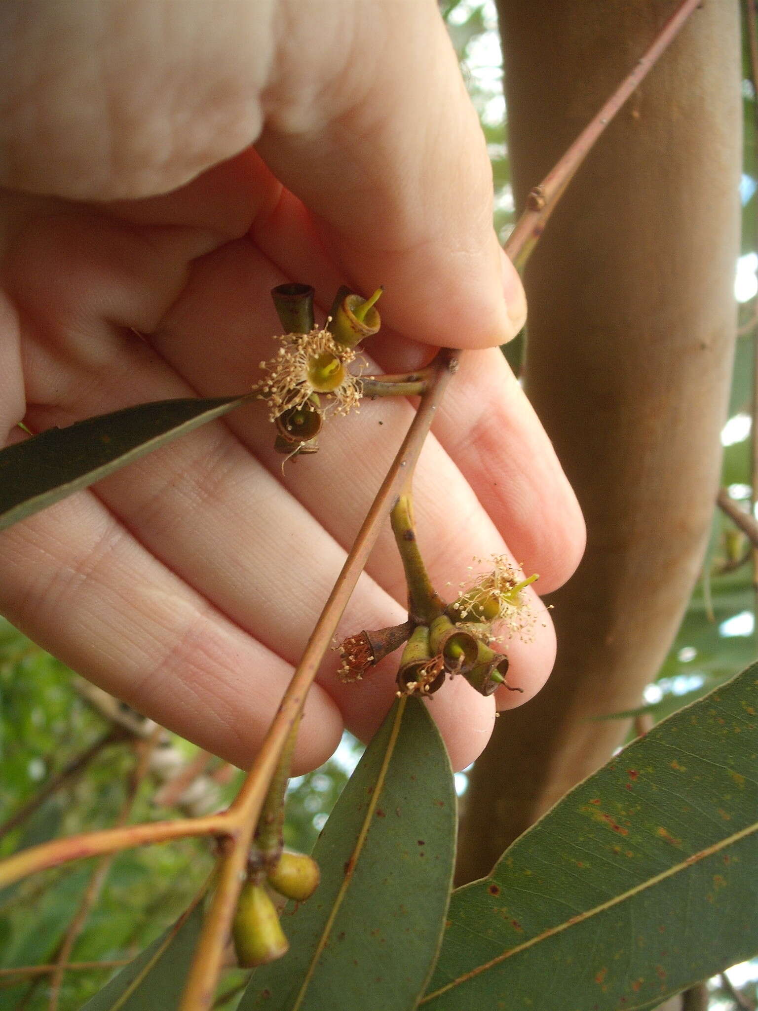 Слика од Eucalyptus saligna Sm.