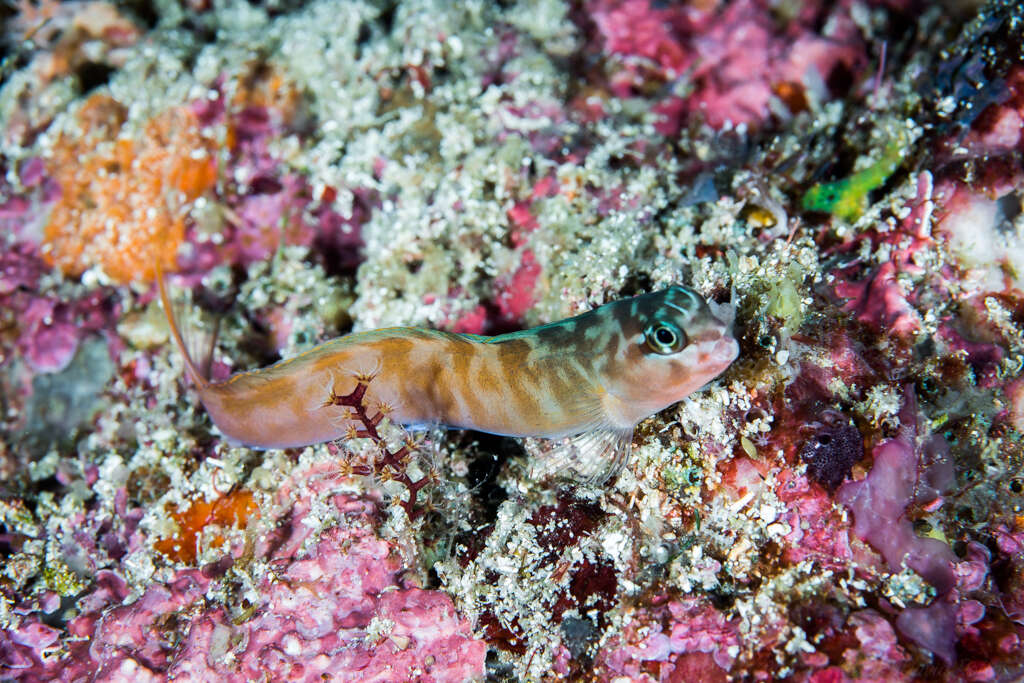 Image of Midas coralblenny