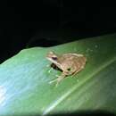 Image of Boneberg's Frog