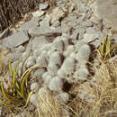 Image de Echinocereus nivosus Glass & R. A. Foster