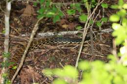 Image of Malagasy hognose snake