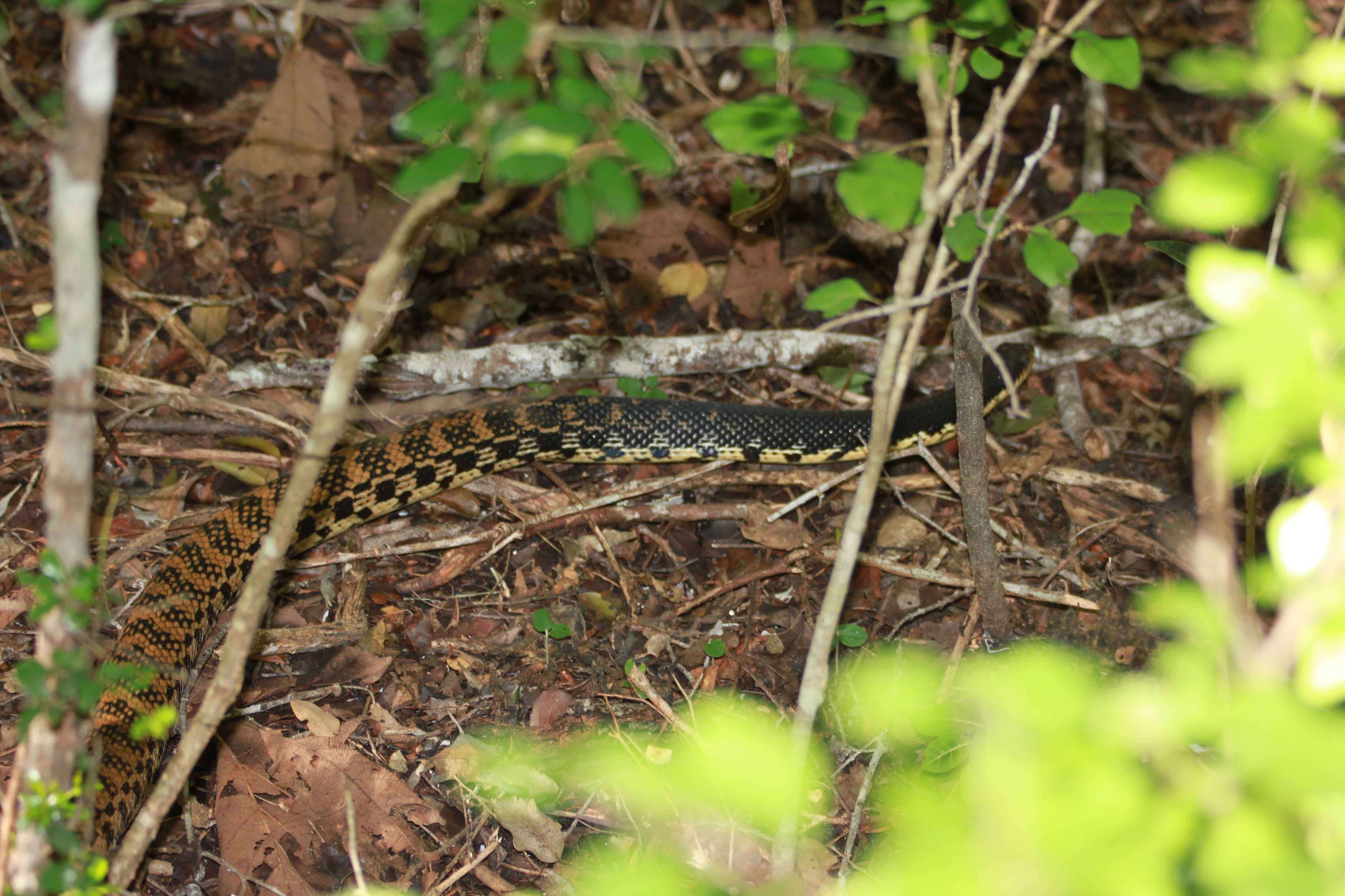 Image of Malagasy hognose snake