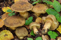 Слика од Cortinarius cotoneus Fr. 1838