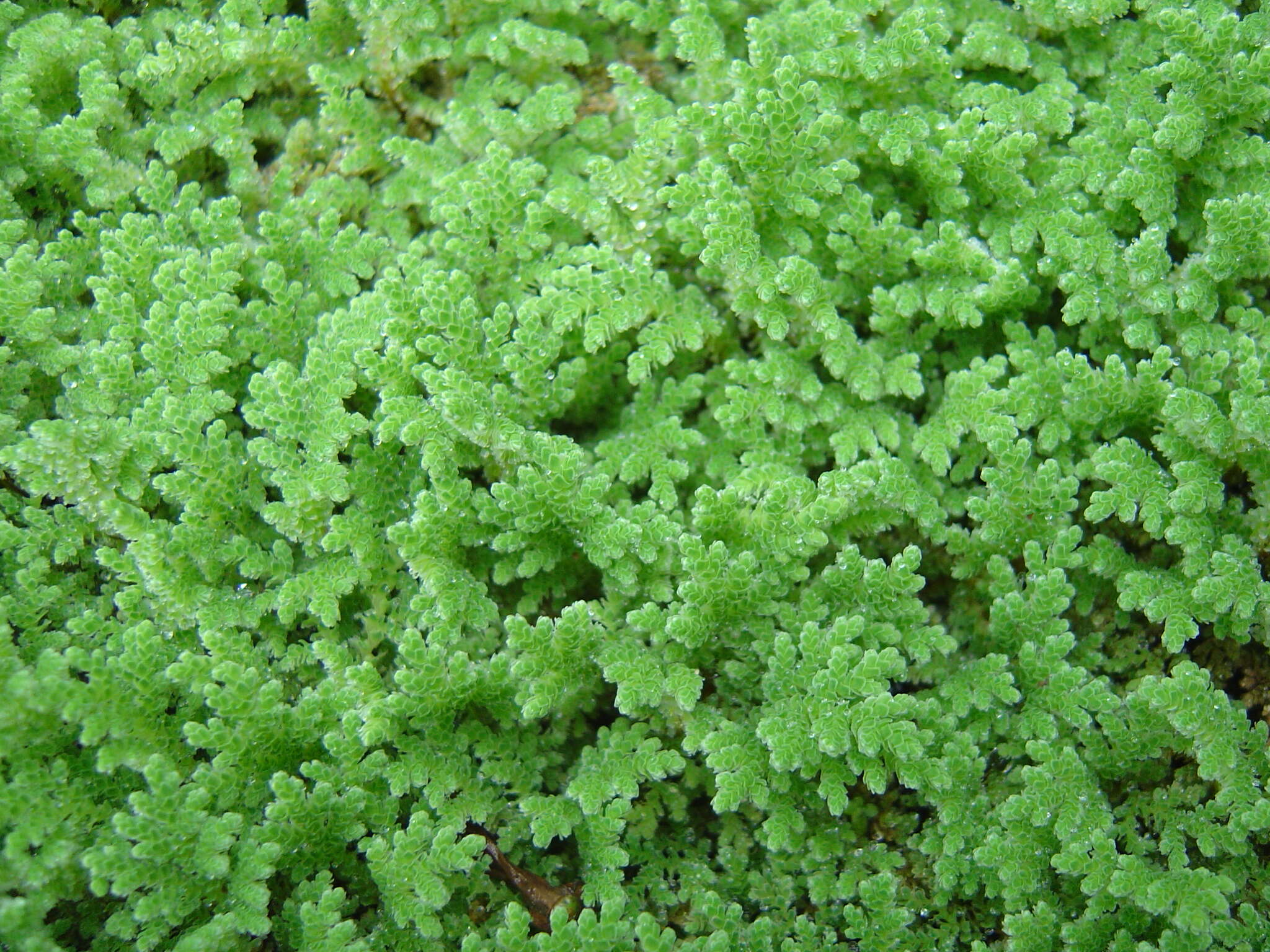 صورة Azolla filiculoides Lam.