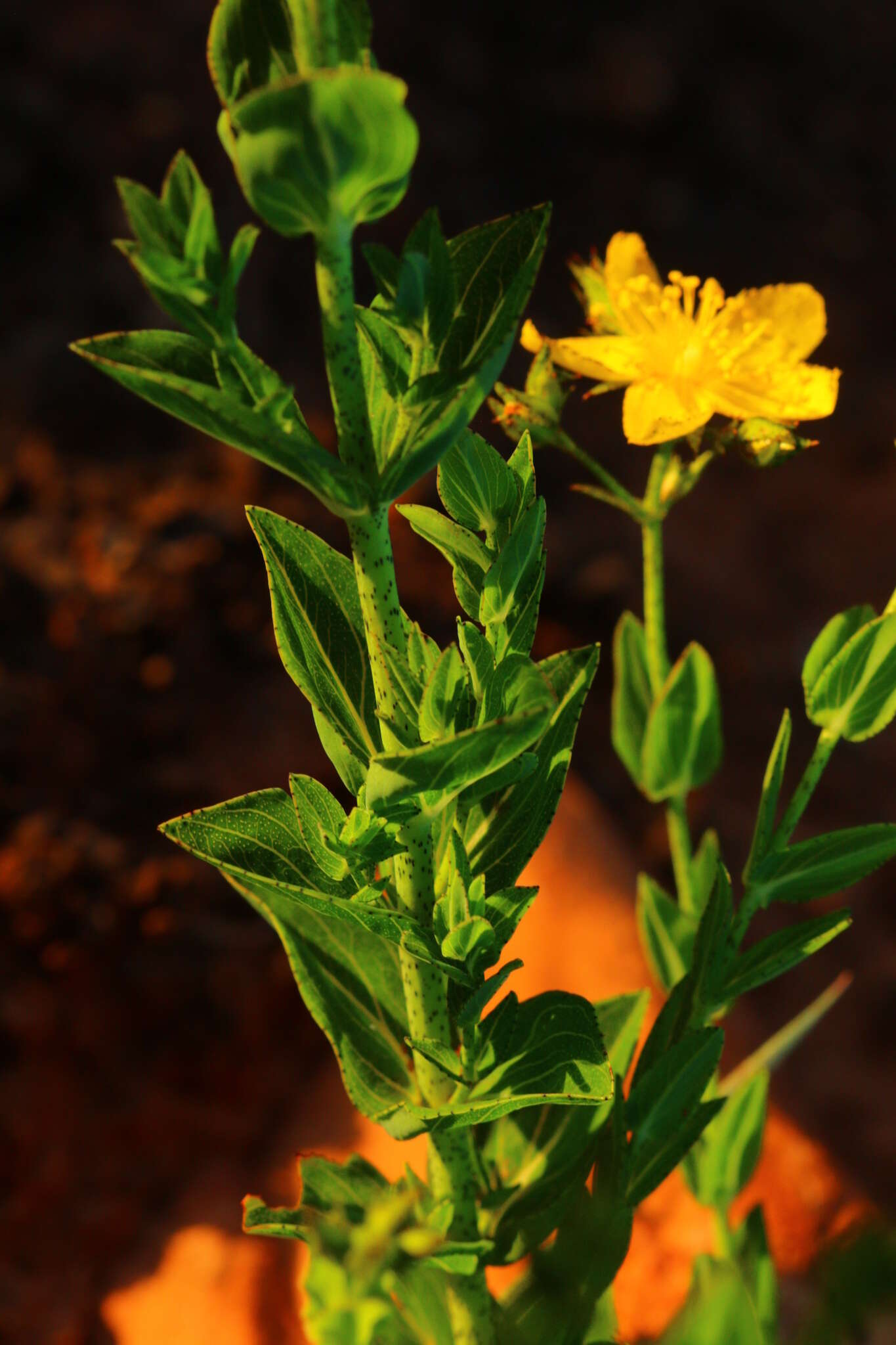 Sivun Hypericum aethiopicum subsp. sonderi (Bred.) N. K. B. Robson kuva