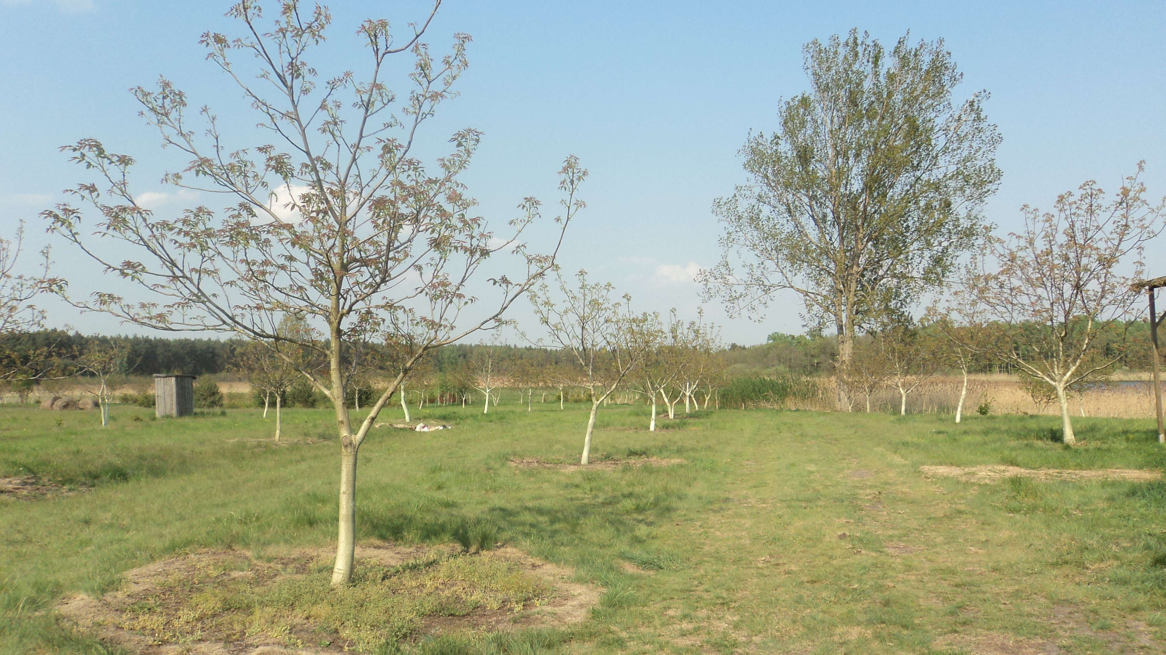 Image of Common walnut