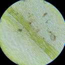 Image of <i>Cirriphyllum crassinervium</i>