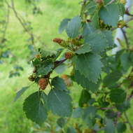 Image of Brown Birch