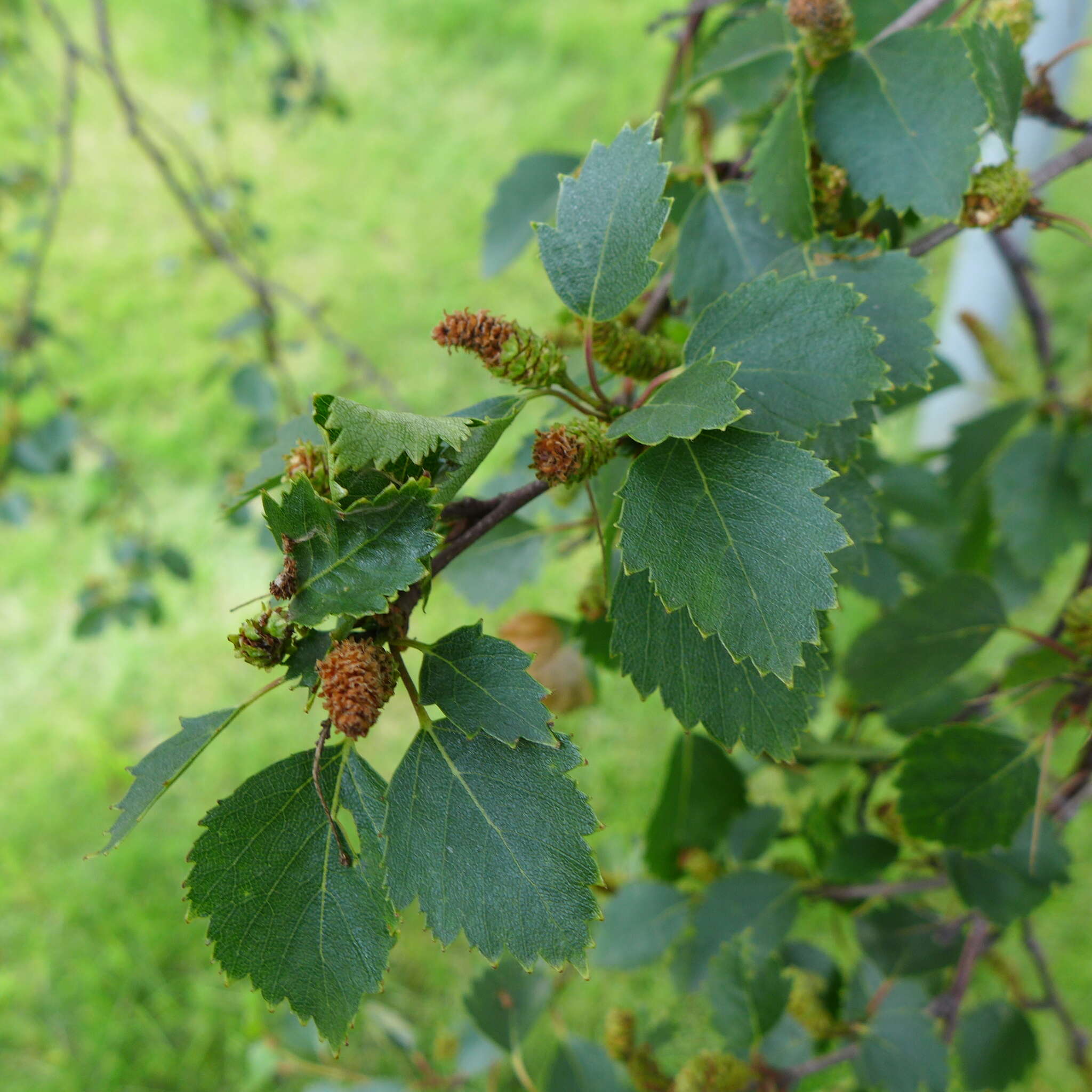 Image of Brown Birch