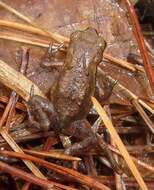 Image of Dybowski's frog