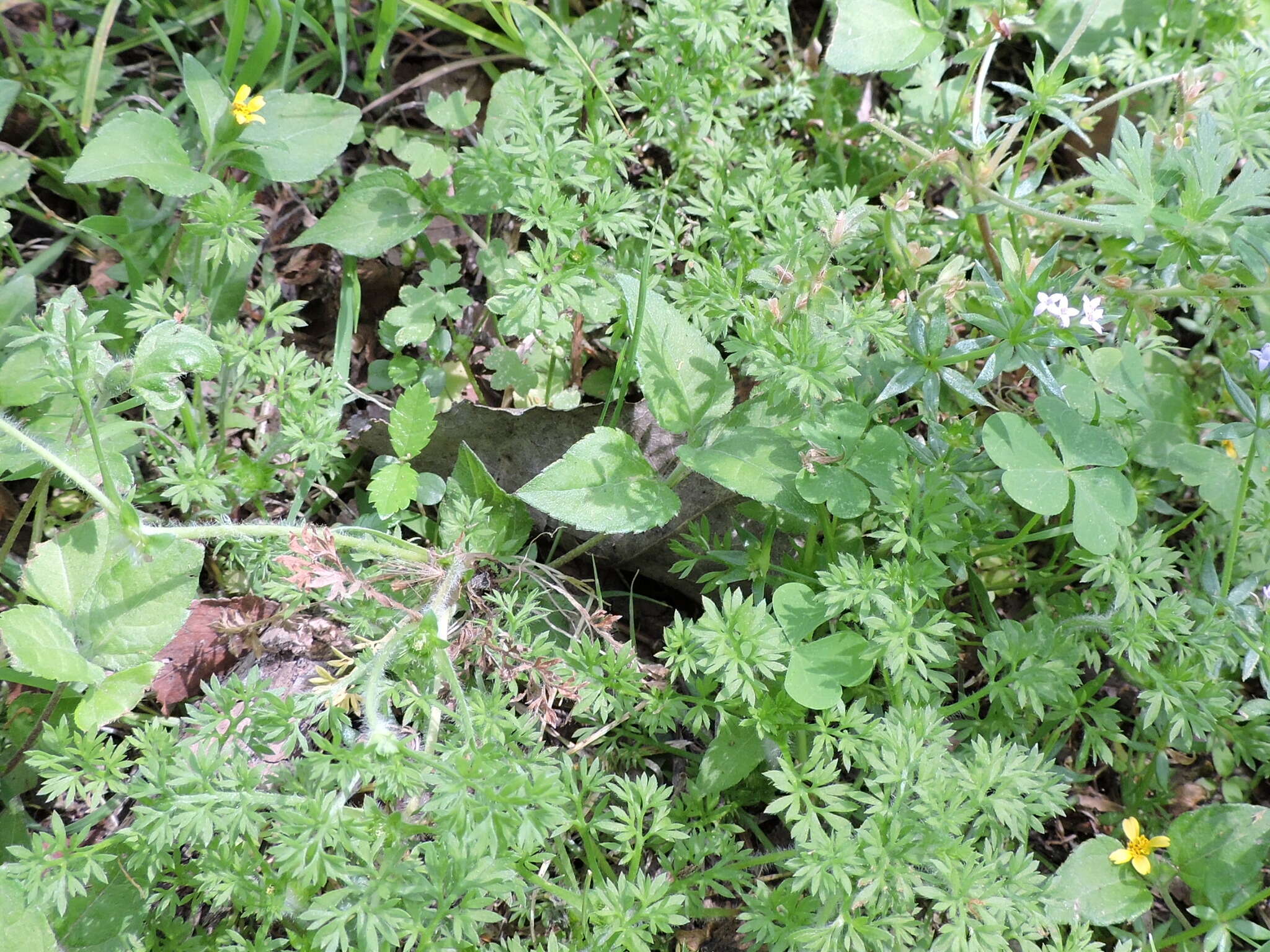 Image of field burrweed