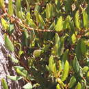 Image of Baboon grape