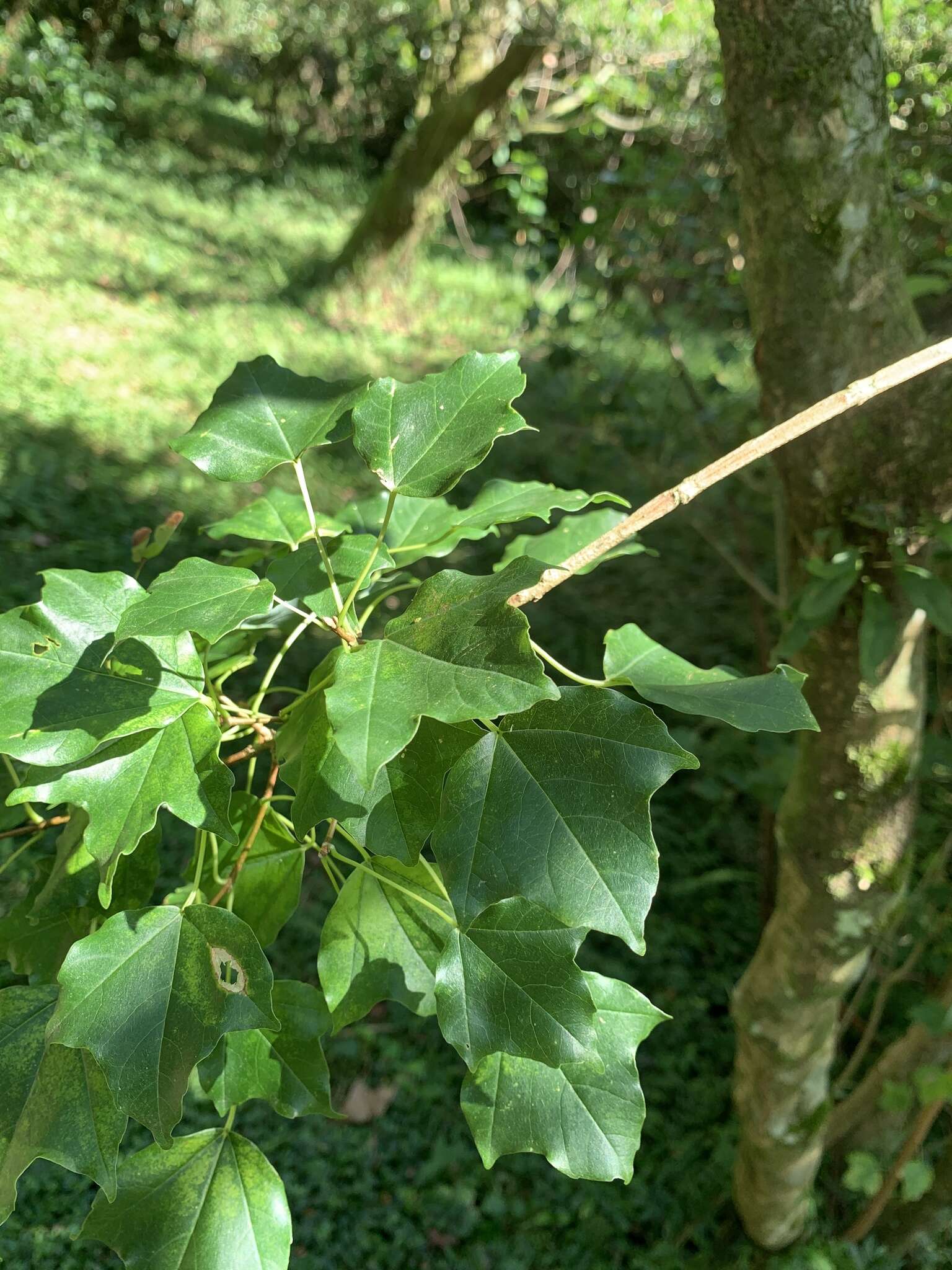 Image of Acer buergerianum var. formosanum (Hayata) Sasaki