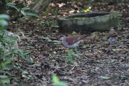 Image of Key West Quail-Dove