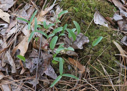 Imagem de Trillium pusillum var. pusillum