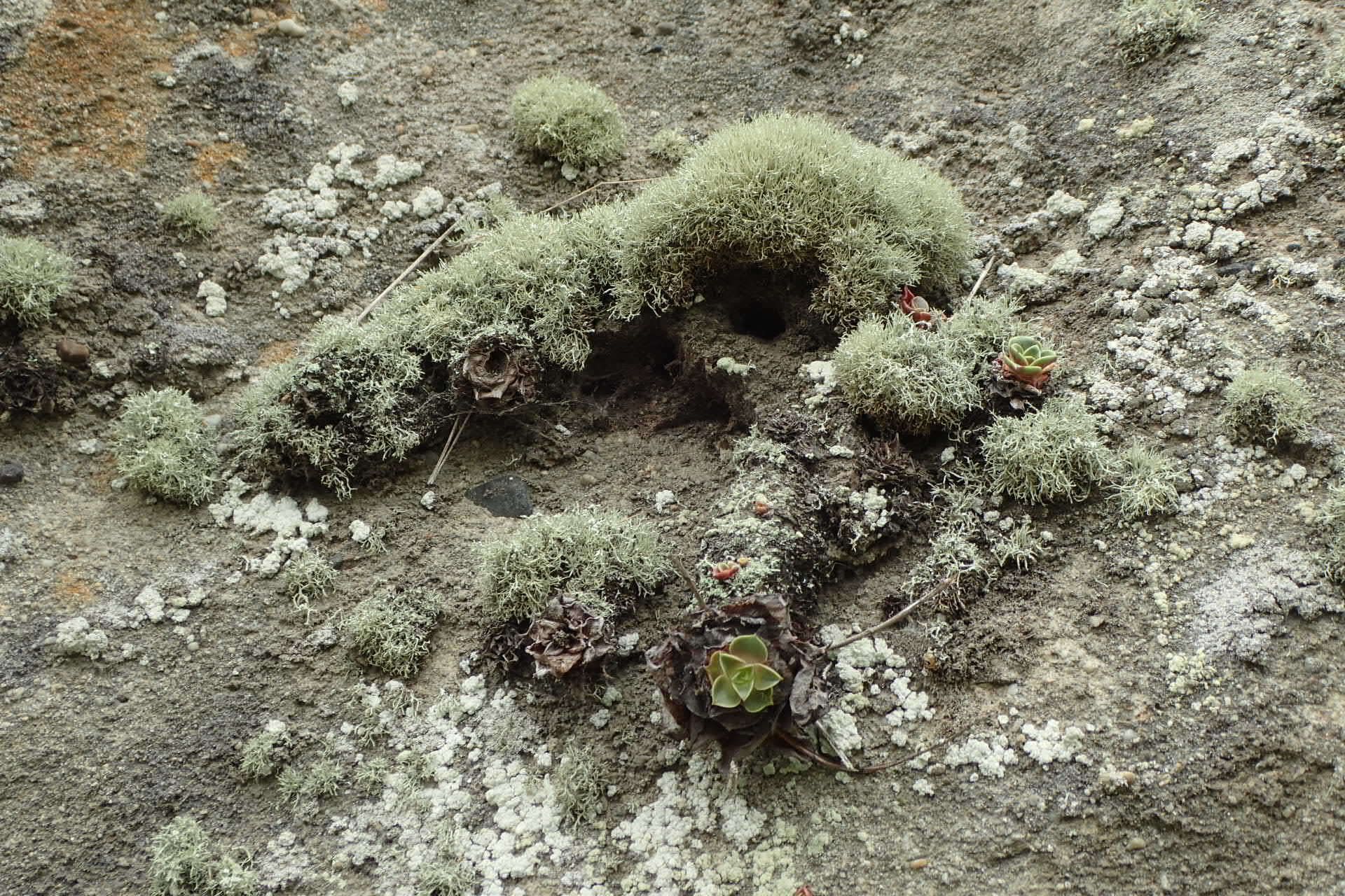 Imagem de Dudleya stolonifera Moran