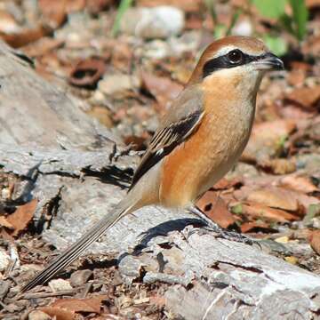 Image of Bull-headed Shrike