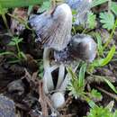 Sivun Coprinopsis macrocephala (Berk.) Redhead, Vilgalys & Moncalvo 2001 kuva