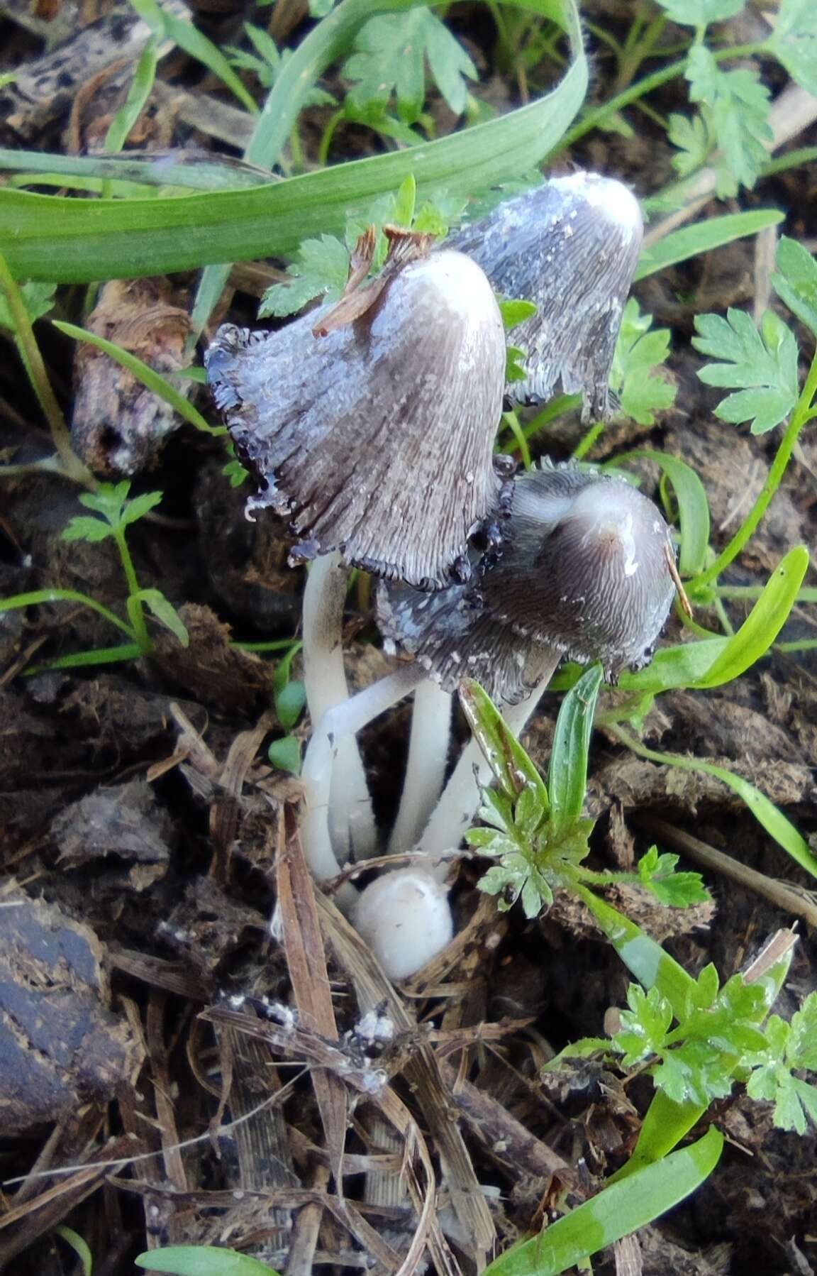 Sivun Coprinopsis macrocephala (Berk.) Redhead, Vilgalys & Moncalvo 2001 kuva