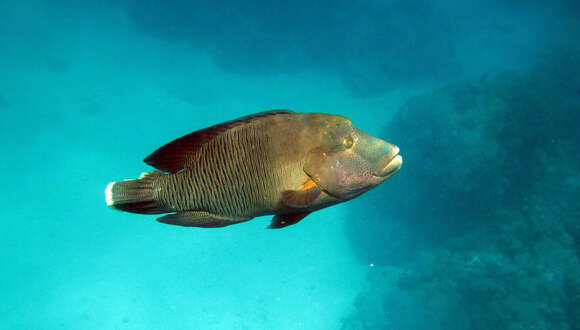 Image of Giant Wrasse