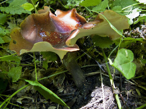 Image of black-footed polypore