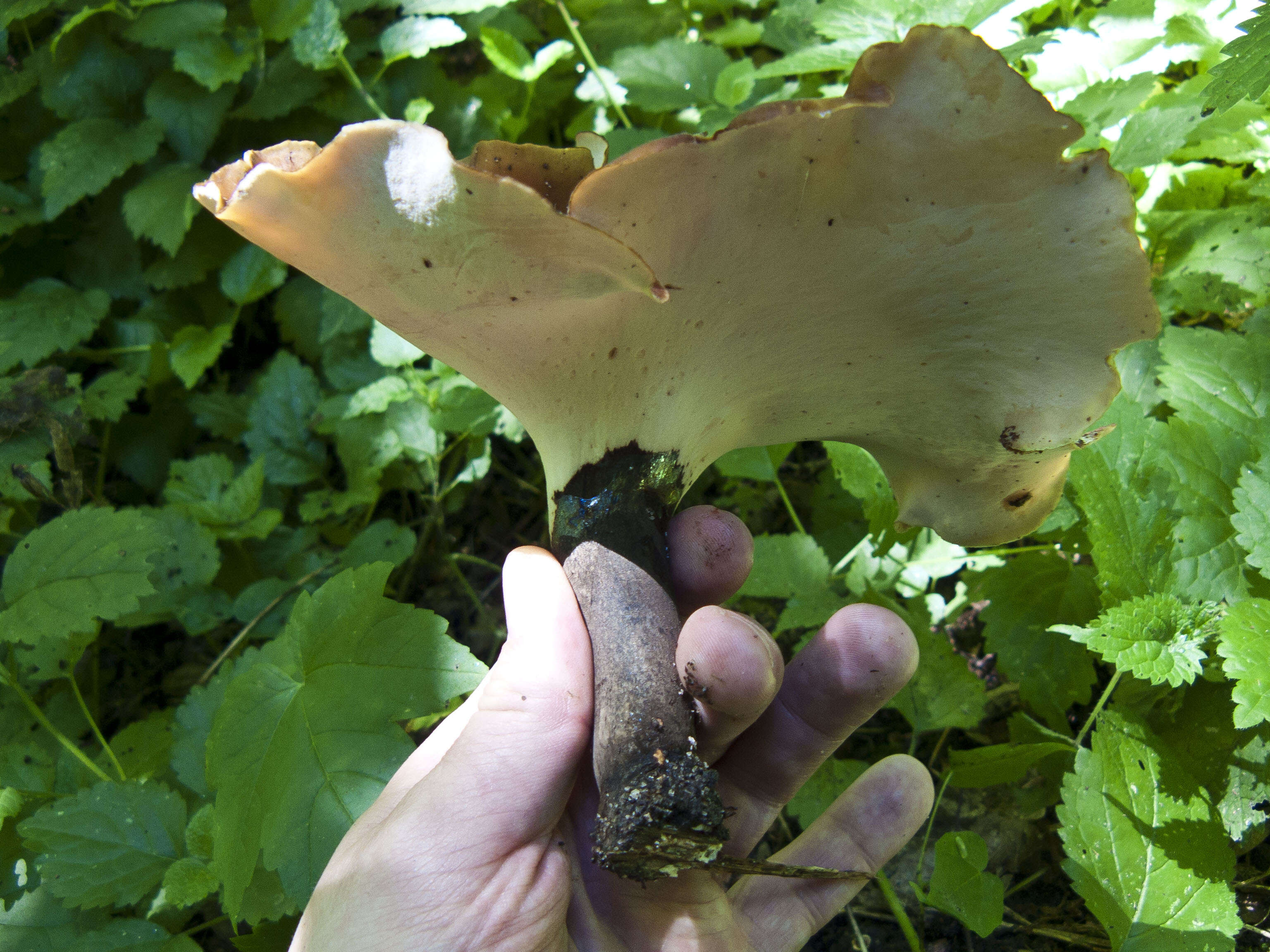 Image of black-footed polypore