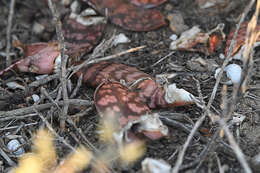 Image of Gasteria obliqua (Aiton) Duval