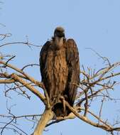 Image of Asian White-backed Vulture